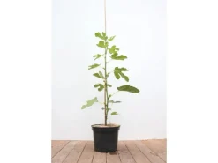 Töpfe<Ficus Carica Feige 100-125 cm