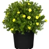 Online GROW by OBI Fingerstrauch Gelb Höhe ca. 20 - 30 cm Topf ca. 2,3 l Potentilla fructicosa