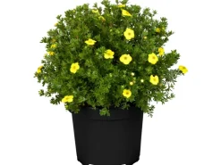 Online GROW by OBI Fingerstrauch Gelb Höhe ca. 20 - 30 cm Topf ca. 2,3 l Potentilla fructicosa