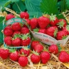 Töpfe<Fragaria Mara Des Bois -S- Erdbeere Aromatisch Ca. 9x9 Cm Topf