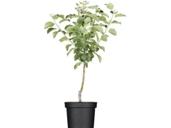 GROW by OBI Bio Apfel "Golden Delicious" Topf ca. 7 l Malus domestica