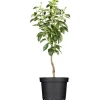 Clearance GROW by OBI Bio Birne "Gellerts Butterbirne" Grün-Gelb ca. 120-140 cm Topf 7 l