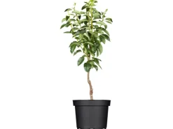 Clearance GROW by OBI Bio Birne "Gellerts Butterbirne" Grün-Gelb ca. 120-140 cm Topf 7 l