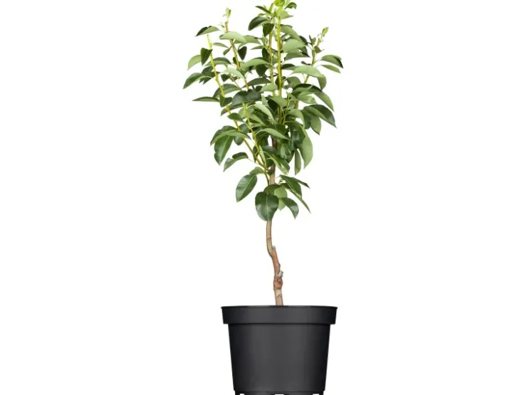 Clearance GROW by OBI Bio Birne "Gellerts Butterbirne" Grün-Gelb ca. 120-140 cm Topf 7 l
