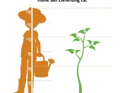 Clearance GROW by OBI Bio Birne "Gellerts Butterbirne" Grün-Gelb ca. 120-140 cm Topf 7 l