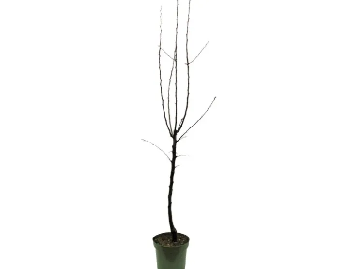 Clearance GROW by OBI Bio Birne "Gellerts Butterbirne" Grün-Gelb ca. 120-140 cm Topf 7 l
