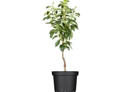 Sale GROW by OBI Bio Birne "Williams Christ" Goldgelb ca. 120-140 cm Topf ca. 7 l