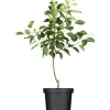 Online GROW by OBI Bio Herbstapfel "Gravensteiner" Rot-Orange ca. 120-140cm Topf ca.7l
