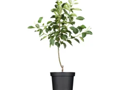 Online GROW by OBI Bio Herbstapfel "Gravensteiner" Rot-Orange ca. 120-140cm Topf ca.7l
