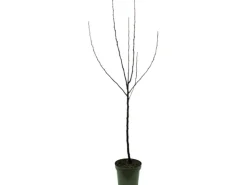 Online GROW by OBI Bio Herbstapfel 