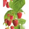 Sale GROW by OBI Bio Himbeere "Aroma Queen" Topf ca. 2 l Rubus