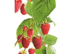 Sale GROW by OBI Bio Himbeere "Aroma Queen" Topf ca. 2 l Rubus
