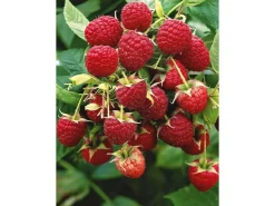 Sale GROW by OBI Bio Himbeere "Aroma Queen" Topf ca. 2 l Rubus