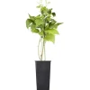 New GROW by OBI Bio Himbeere "TwoTimer® -Sugana®" Rot Höhe ca. 20-30 cm Topf ca. 2 l
