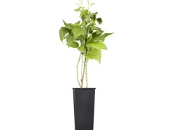 New GROW by OBI Bio Himbeere "TwoTimer® -Sugana®" Rot Höhe ca. 20-30 cm Topf ca. 2 l