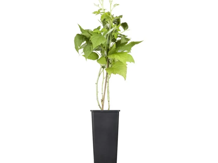 New GROW by OBI Bio Himbeere "TwoTimer® -Sugana®" Rot Höhe ca. 20-30 cm Topf ca. 2 l