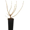 Bio Jostabeere Schwarz Höhe ca. 20 - 30 cm Topf ca. 2 l Ribes Töpfe