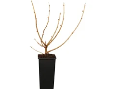 Bio Jostabeere Schwarz Höhe ca. 20 - 30 cm Topf ca. 2 l Ribes Töpfe