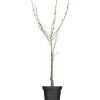 Outlet GROW by OBI Bio Pfirsich "Red Haven" Höhe ca. 80 - 100 cm Topf ca. 7 l