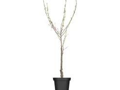 Outlet GROW by OBI Bio Pfirsich "Red Haven" Höhe ca. 80 - 100 cm Topf ca. 7 l