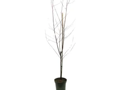Outlet GROW by OBI Bio Pfirsich "Red Haven" Höhe ca. 80 - 100 cm Topf ca. 7 l