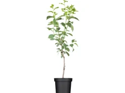 Sale Bio Pflaume "Hauszwetsche" Dunkelblau ca. 120-140 cm Topf ca. 7 l Töpfe