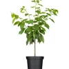 GROW by OBI Töpfe<Bio Süßkirsche Büttners Rote Knorpelkirsche Rot 120-140 cm Topf 7 l