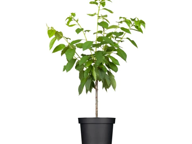 GROW by OBI Töpfe<Bio Süßkirsche Büttners Rote Knorpelkirsche Rot 120-140 cm Topf 7 l
