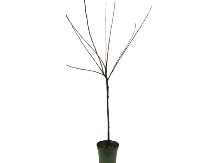 GROW by OBI Töpfe<Bio Süßkirsche Büttners Rote Knorpelkirsche Rot 120-140 cm Topf 7 l