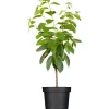 Hot GROW by OBI Bio Süßkirsche "Hedelfinger Riesenkirsche" Rotbraun 120-140 Topf 7l