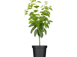 Hot GROW by OBI Bio Süßkirsche "Hedelfinger Riesenkirsche" Rotbraun 120-140 Topf 7l