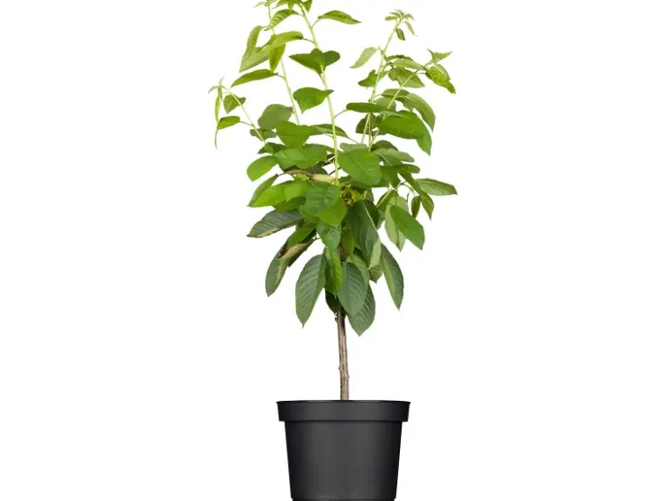 Hot GROW by OBI Bio Süßkirsche "Hedelfinger Riesenkirsche" Rotbraun 120-140 Topf 7l