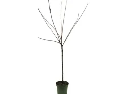 Hot GROW by OBI Bio Süßkirsche