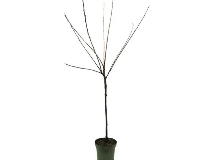 Hot GROW by OBI Bio Süßkirsche "Hedelfinger Riesenkirsche" Rotbraun 120-140 Topf 7l