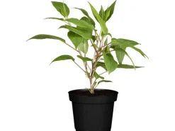 Clearance Bio Weibliche Kiwi "Super Jumbo" Höhe ca. 30 - 40 cm Topf ca. 3 l Töpfe