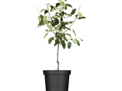 Discount Bio Winterapfel "Gloster" Rot Höhe ca. 120 - 140 cm Topf ca. 7 l Töpfe