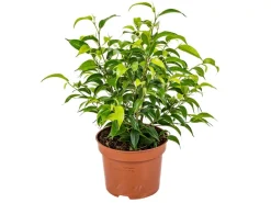 Clearance Birkenfeige "Natasja" Höhe ca. 30 cm Topf-Ø ca. 12cm Ficus benjamina Töpfe