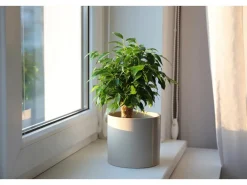 Clearance Birkenfeige "Natasja" Höhe ca. 30 cm Topf-Ø ca. 12cm Ficus benjamina Töpfe
