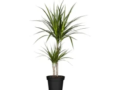 Best GROW by OBI Drachenbaum 2er Stamm Topf Ø ca. 17 cm Dracaena Marginata