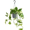 Sale Efeutute Aureum Topf-Ø ca. 17 cm Epipremnum Aureum Töpfe