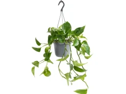Sale Efeutute Aureum Topf-Ø ca. 17 cm Epipremnum Aureum Töpfe