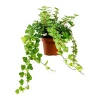 New Efeu "Wonder" Topf-Ø ca. 13 cm Hedera Helix Töpfe
