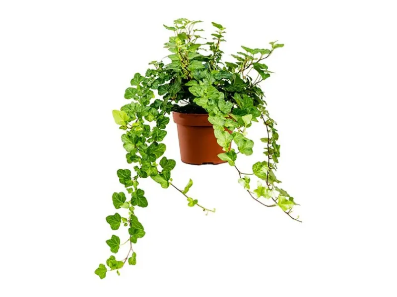 New Efeu "Wonder" Topf-Ø ca. 13 cm Hedera Helix Töpfe