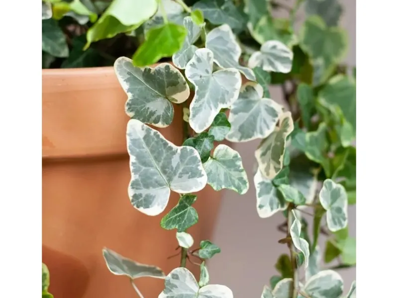 New Efeu "Wonder" Topf-Ø ca. 13 cm Hedera Helix Töpfe