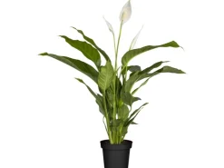 GROW by OBI Töpfe<Einblatt Sweet Silvio Topf Ø ca. 17 cm Spathiphyllum