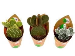 Clearance GROW by OBI Feigenkaktus Mix 3-fach sortiert Topf-Ø ca. 8,5 cm Opuntia