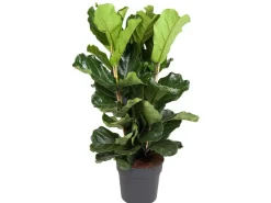 Outlet GROW by OBI Geigenfeige Höhe ca. 135 cm Topf Ø ca. 34 cm Ficus Lyrata