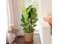 Outlet GROW by OBI Geigenfeige Höhe ca. 135 cm Topf Ø ca. 34 cm Ficus Lyrata