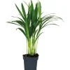 Best Goldfruchtpalme Topf Ø ca. 12 cm Areca Dypsis Lutescens Töpfe