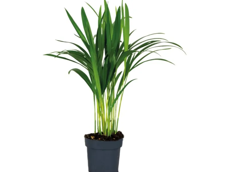 Best Goldfruchtpalme Topf Ø ca. 12 cm Areca Dypsis Lutescens Töpfe